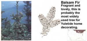 Conifers: Balsam Fir.